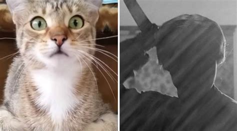 cat watching psycho fake|Cat Watches 'Psycho' .